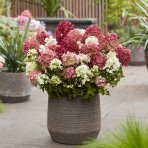 Hortenzia metlinatá (Hydrangea paniculata) ´GROUNDBREAKER® RUBY´ by LIVING CREATIONS®´ - výška 10-20 cm, kont. C2L